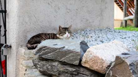 Südtiroler faulenzer Katze entdeckt auf unserer Familienwanderung