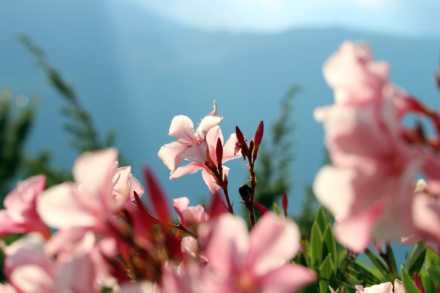 Blumenparadies am Linderhof | Südtirol