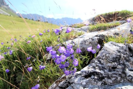 Karpaten-Glockenblume in Südtirol